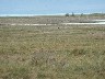 Upland goose