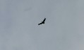 Condor 1