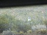 Guanaco not good photo