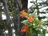 Looks like our honeysuckle flower