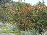 Notro Fire bush