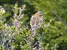 Rufus necked finch from behing