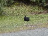 Black rabbit