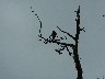 Chimango Caracara
