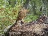 Chimango Caracara 2