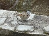Rufus necked sparrow again