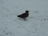 Arctic Skua