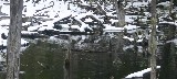 Beaver dam