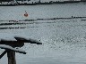 Cormorant basking in the freezing cold weather
