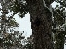 Female woodpecker