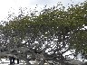 Flag tree