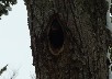 Magellenic female woodpecker