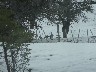 Many geese around