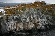 Neotropic cormorants