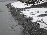 Penguins