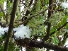 Ribes current bushes