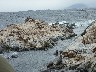 Seal island