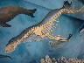 Skeleton of a Leopard seal