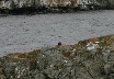 Skua nesting