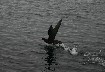 Southern Giant Petrel