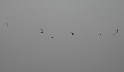 Terns