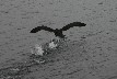 Walking on water, the southern giant petrel