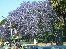 Jacaranda in full bloom