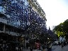 The jacarandas in flower