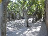 Tree lined streets
