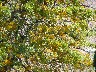 Yellow flowering tree