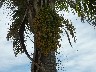 Dates on tree