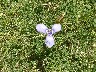 Little Iris