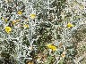 Senecio