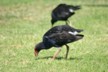 Pukeko birds