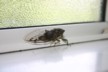 A cicada