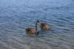 Black swans on Tarawera lake