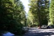 The start of the walk amongst the Redwoods