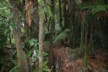 In a wood on the Waitomo walk