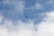 Australian Hawke Harrier