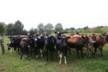 The cattle on the section