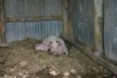 A happy mother