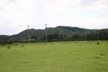 The sheep on the Woodgates' farm