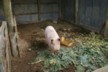 They're not big enough to eat yet