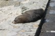 A dozy seal