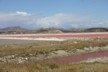 Salt marshes 1