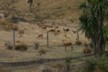 A deer farm