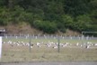 The gulls are resting