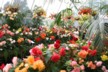 Begonias in the botanical gardens