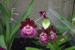 Orchids in the botanical gardens