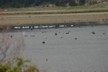 Birds on Banks peninsular